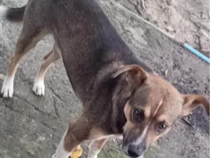 Cachorro raça SRD-ViraLata idade 1 ano nome BOBY CASTRADO