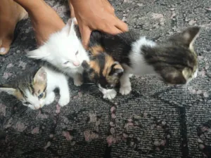 Gato raça SRD-ViraLata idade Abaixo de 2 meses nome Não tem nome ainda 