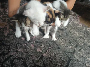 Gato raça SRD-ViraLata idade 2 a 6 meses nome Não tem nome ainda 