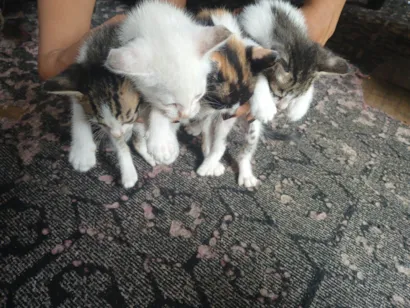 Gato raça SRD-ViraLata idade 2 a 6 meses nome Não tem nome ainda 