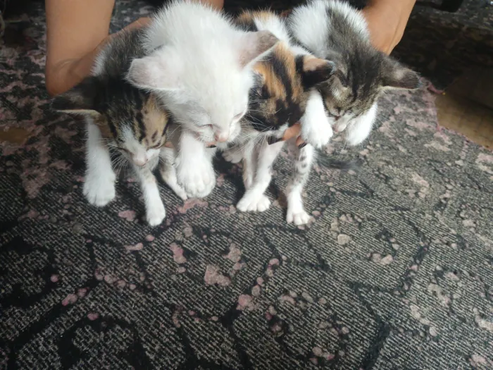 Gato raça SRD-ViraLata idade 2 a 6 meses nome Não tem nome ainda 