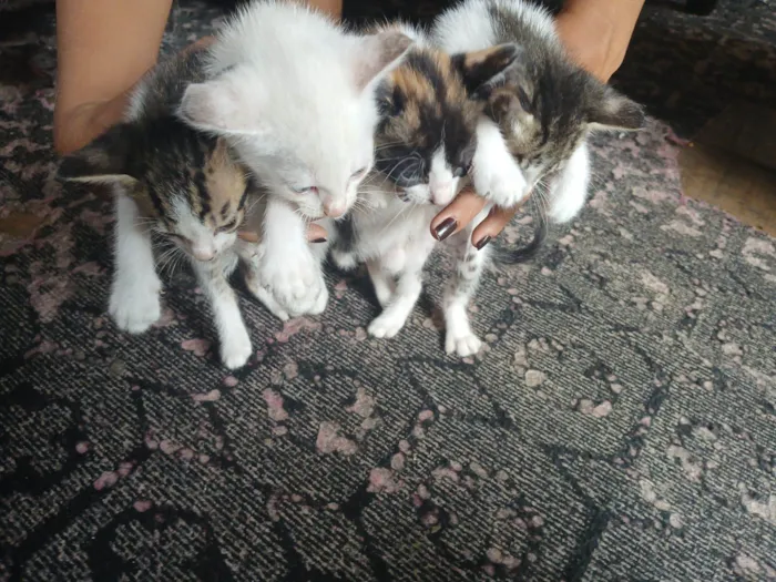 Gato raça SRD-ViraLata idade 2 a 6 meses nome Não tem nome ainda 