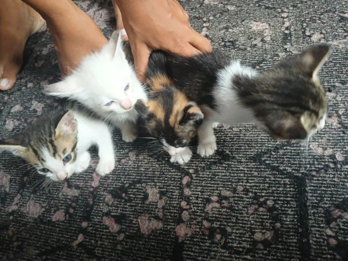 Gato raça SRD-ViraLata idade 2 a 6 meses nome Não tem nome ainda 