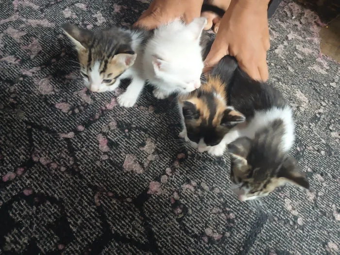 Gato raça SRD-ViraLata idade 2 a 6 meses nome Não tem nome ainda 