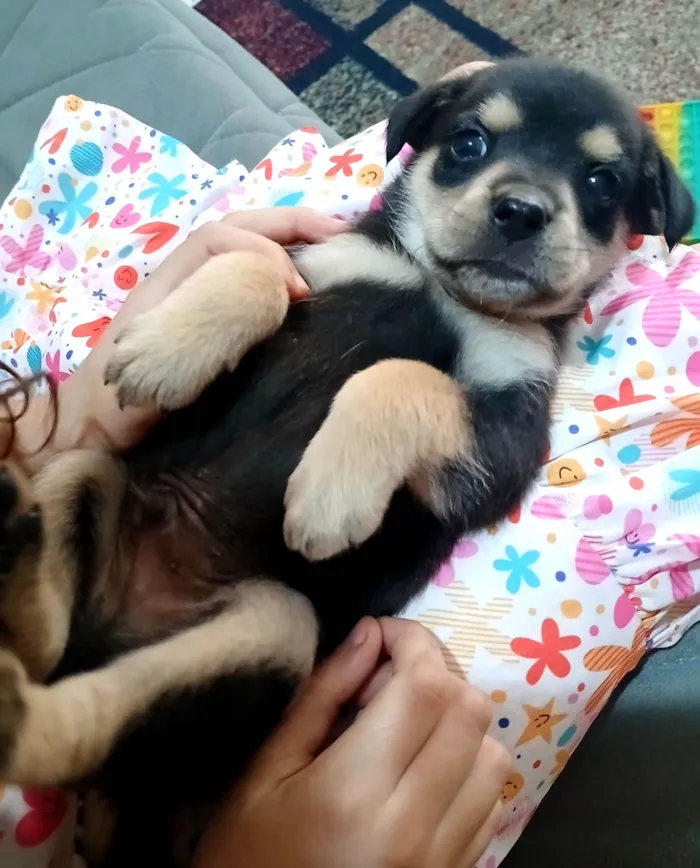 Cachorro raça SRD-ViraLata idade Abaixo de 2 meses nome Filhote 