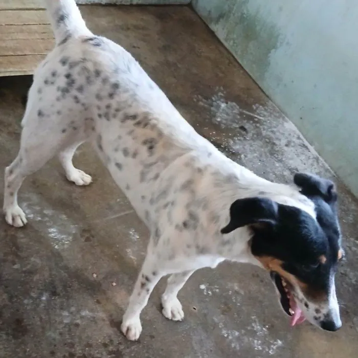 Cachorro raça SRD-ViraLata idade 1 ano nome JADE CASTRADA