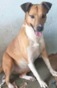 Cachorro raça SRD-ViraLata idade 3 anos nome LOLA CASTRADA