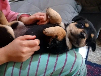 Cachorro raça SRD-ViraLata idade Abaixo de 2 meses nome Filhote