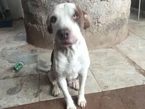 Cachorro raça Pit-Bull idade 4 anos nome Claro 