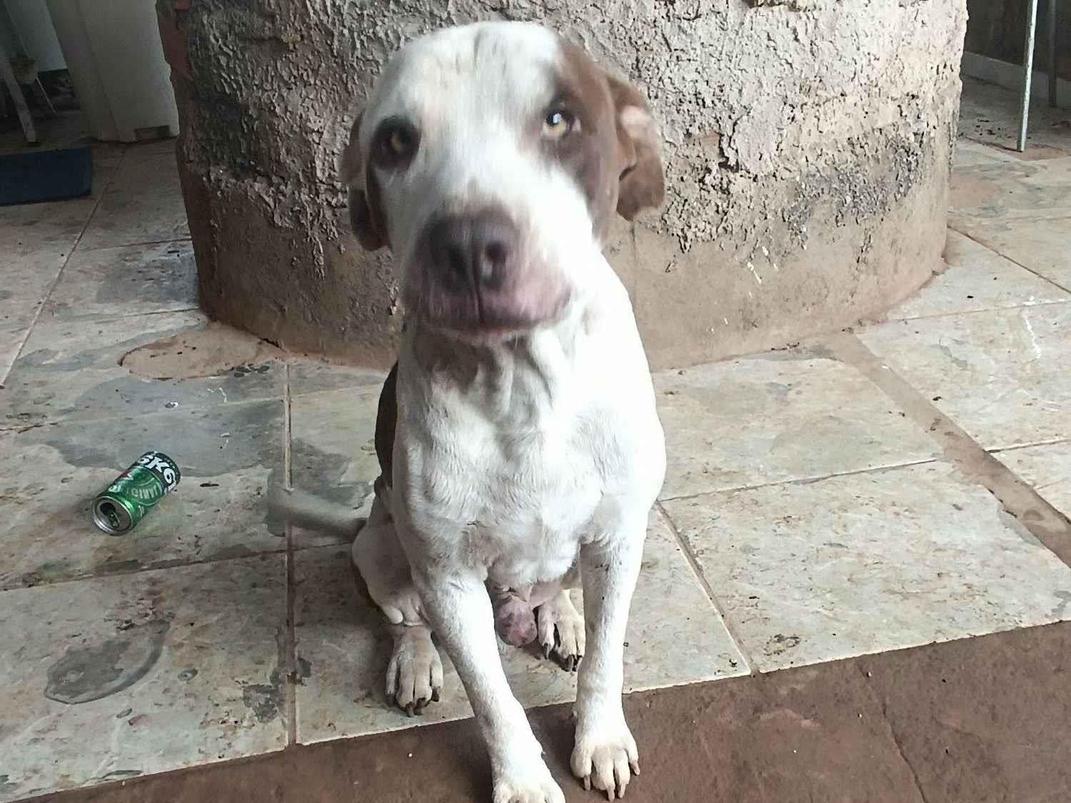 Cachorro raça Pit-Bull idade 4 anos nome Claro 