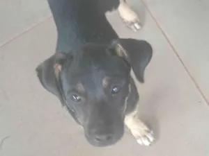 Cachorro raça SRD-ViraLata idade 2 a 6 meses nome pitoco