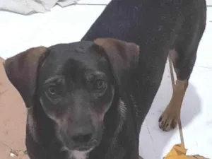 Cachorro raça SRD-ViraLata idade 1 ano nome CHOCOLATE CASTRADO