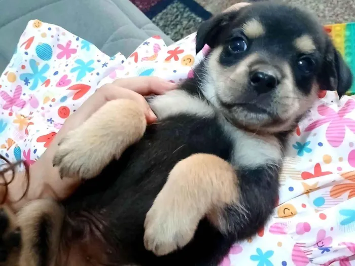 Cachorro raça SRD-ViraLata idade Abaixo de 2 meses nome Filhote 