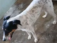 Cachorro raça SRD-ViraLata idade 1 ano nome JADE CASTRADA