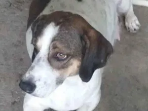 Cachorro raça SRD-ViraLata idade 3 anos nome BRISA CASTRADA