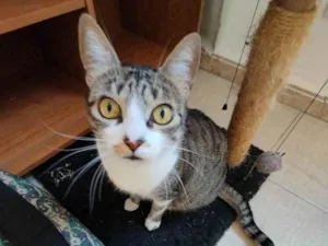 Gato raça SRD-ViraLata idade 3 anos nome Mimi