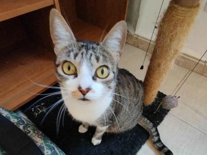 Gato raça SRD-ViraLata idade 3 anos nome Mimi