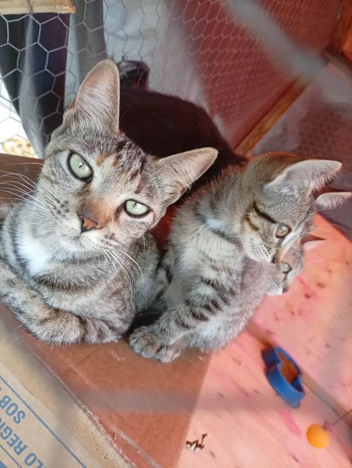 Gato raça SRD-ViraLata idade 2 a 6 meses nome Kiara