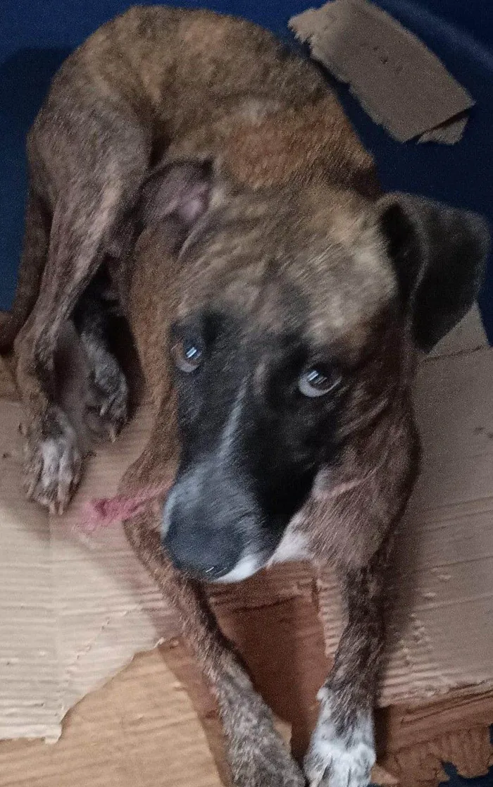 Cachorro raça SRD-ViraLata idade 3 anos nome AMORA CASTRADA