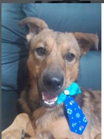 Cachorro raça SRD-ViraLata idade 4 anos nome Bob