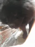 Cachorro raça Chow Chow idade 7 a 11 meses nome NEON