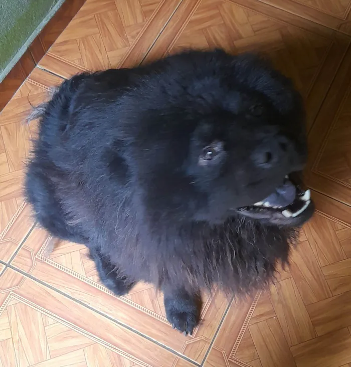 Cachorro raça Chow Chow idade 7 a 11 meses nome NEON
