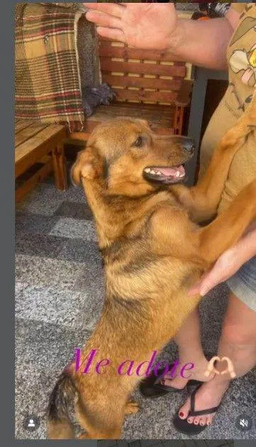 Cachorro raça SRD-ViraLata idade 4 anos nome Bob