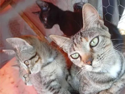 Gato raça SRD-ViraLata idade 2 a 6 meses nome Kiara