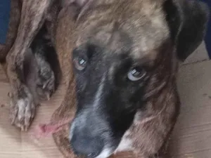 Cachorro raça SRD-ViraLata idade 3 anos nome AMORA CASTRADA