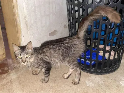 Gato raça SRD-ViraLata idade 2 a 6 meses nome NINA