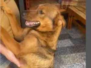 Cachorro raça SRD-ViraLata idade 4 anos nome Bob