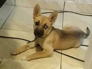 Cachorro raça Husky Siberiano idade 2 a 6 meses nome Patê