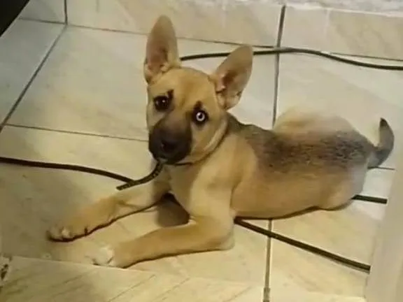 Cachorro raça Husky Siberiano idade 2 a 6 meses nome Patê
