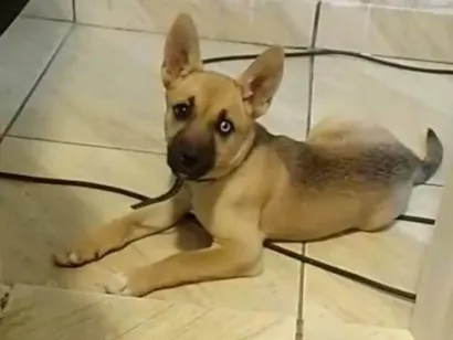 Cachorro raça Husky Siberiano idade 2 a 6 meses nome Patê