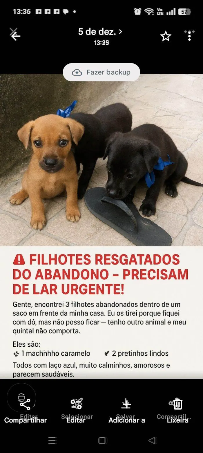 Cachorro raça SRD-ViraLata idade Abaixo de 2 meses nome Sandra Conceição ferreira