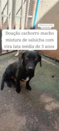 Cachorro raça SRD-ViraLata idade 2 anos nome Niko 