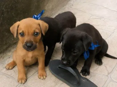 Cachorro raça SRD-ViraLata idade Abaixo de 2 meses nome Sandra Conceição ferreira