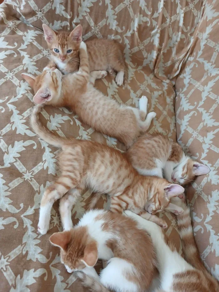 Gato raça SRD-ViraLata idade Abaixo de 2 meses nome gato