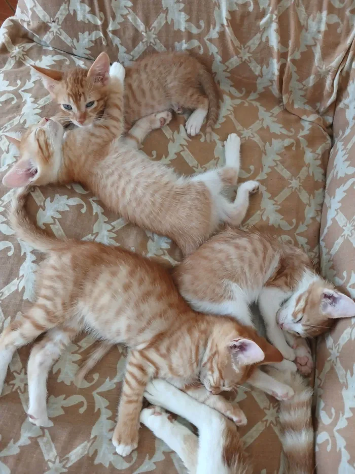 Gato raça SRD-ViraLata idade Abaixo de 2 meses nome entrar em contato com Jennifer, número 24 988387944