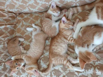 entrar em contato com Jennifer, número 24 988387944