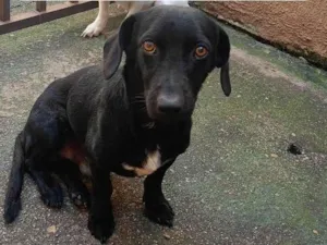 Cachorro raça SRD-ViraLata idade 2 anos nome Niko 