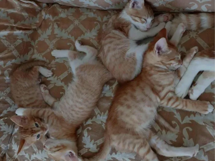 Gato raça SRD-ViraLata idade Abaixo de 2 meses nome gato