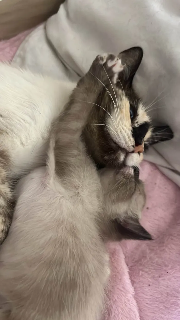 Gato raça SRD-ViraLata idade 1 ano nome Bibi 