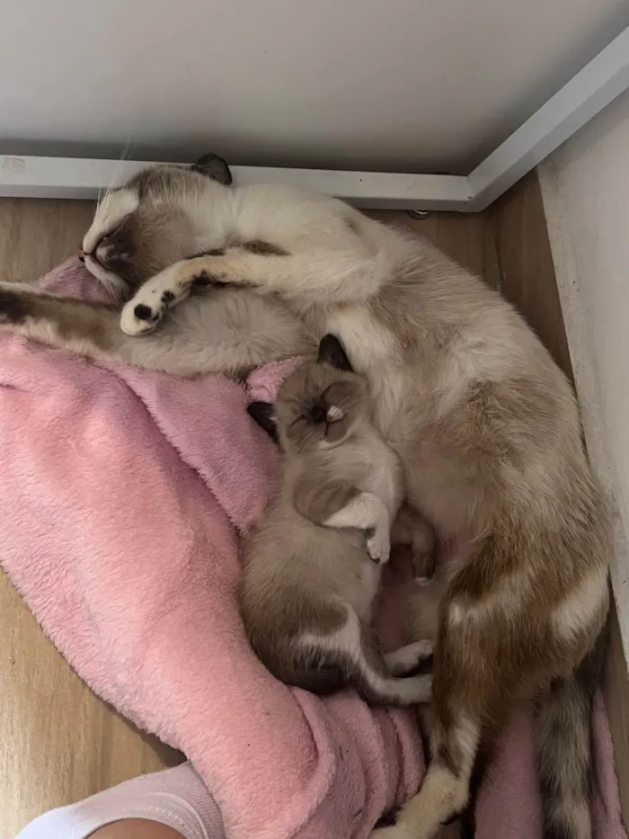 Gato raça SRD-ViraLata idade 1 ano nome Bibi 