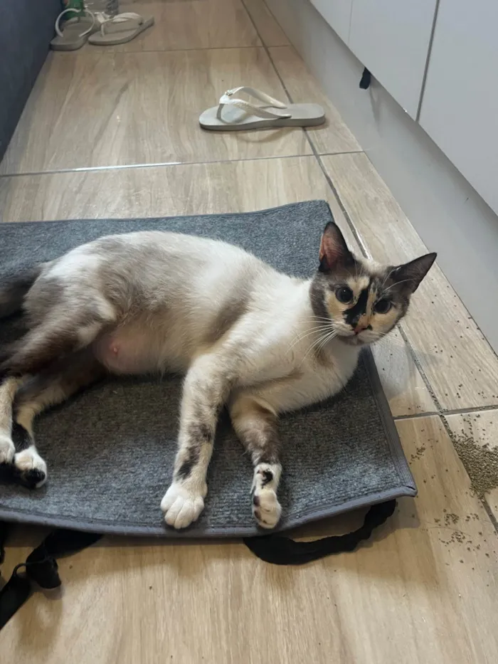 Gato raça SRD-ViraLata idade 1 ano nome Bibi 