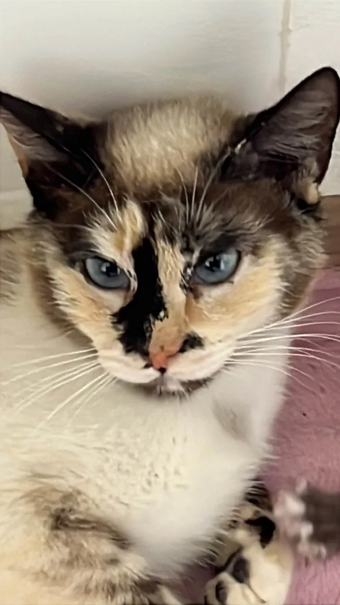 Gato raça SRD-ViraLata idade 1 ano nome Bibi 