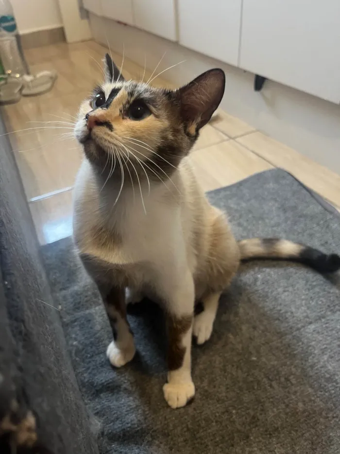 Gato raça SRD-ViraLata idade 1 ano nome Bibi 