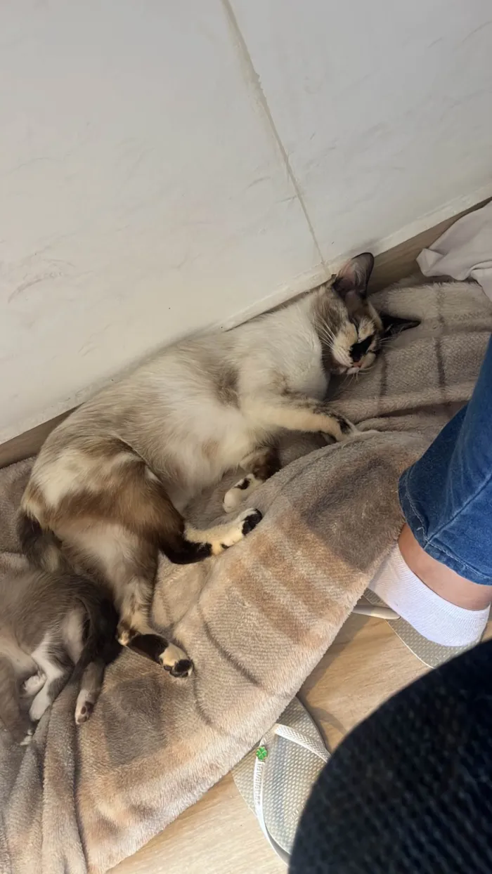 Gato raça SRD-ViraLata idade 1 ano nome Bibi 