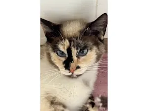 Gato raça SRD-ViraLata idade 1 ano nome Bibi 