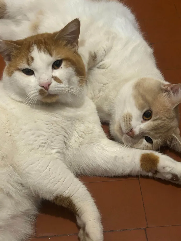 Gato raça SRD-ViraLata idade 1 ano nome Thiago e Dagoberto